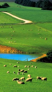 骑在羊背上的国家澳大利亚素有“骑在羊背上的国家”之称，养羊业一直是澳大利亚经济的主要支柱。©壹刻传媒